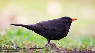 Drozd Śpiewak (Turdus philomelos) | Mucha Krzysztof | Flickr