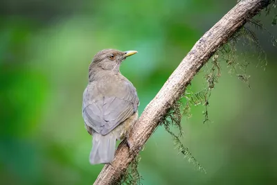 drozd rdzawogardły - eBird