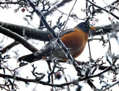 Turdus – Wikipedia, wolna encyklopedia