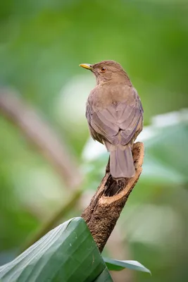 Дрозд-белобровик — Turdus iliacus / Галерея / Птицы России