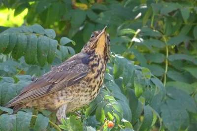 File:Mali drozd (Turdus iliacus) Redwing.jpg - Wikimedia Commons