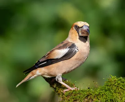 Арчевый горный дубонос - eBird