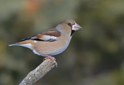 Большой черноголовый дубонос - eBird