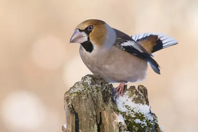 Обыкн.дубонос(лат. Coccothraustes coccothraustes)—вид птиц из  сем.вьюрковых.Длина до 18см),очень массивный голубовато-серый(зимо… |  Hawfinch, Bird breeds, Pet birds