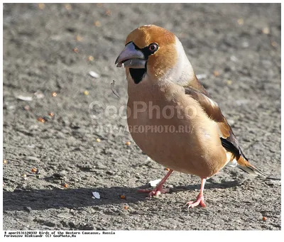 File:Coccothraustes coccothraustes (Обыкновенный дубонос).jpg - Wikimedia  Commons