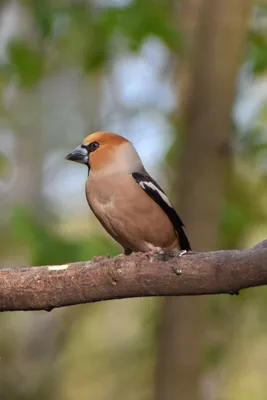 Фотография Обыкновенный дубонос (Coccothraustes coccothraustes) Птицы  западного Кавказа | Фотобанк ГеоФото/GeoPhoto | GetImages Group