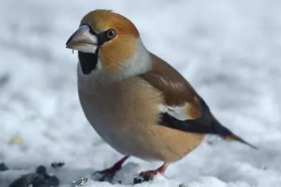 ДУБОНОС (Coccothraustes coccothraustes) величиной со скворца, но короче,  плотного телосложения, с большой головой. | Чучело, Птицы, Телосложение