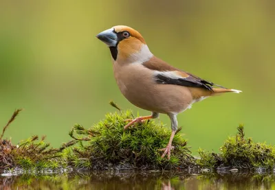 Дубонос (Coccothraustes coccothraustes). Птицы Сибири.