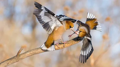 Вечерний дубонос (type 4) - eBird