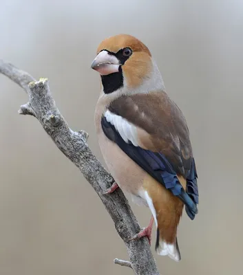 Дубонос (Coccothraustes coccothraustes) / Статьи / Птицы Европы