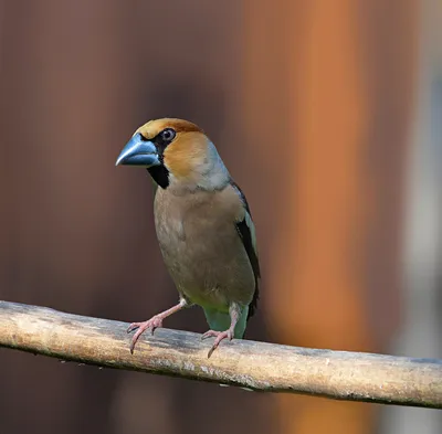 Фотография Обыкновенный дубонос (Coccothraustes coccothraustes) Птицы  западного Кавказа | Фотобанк ГеоФото/GeoPhoto | GetImages Group