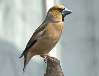 Большой черноголовый дубонос - eBird