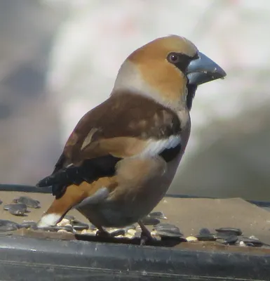 Дубонос (Coccothraustes coccothraustes). Птицы Европейской России.