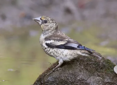 Дубонос (Coccothraustes coccothraustes). Птицы Сибири.