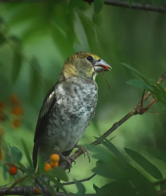 Фотография Обыкновенный дубонос (Coccothraustes coccothraustes) Птицы  западного Кавказа | Фотобанк ГеоФото/GeoPhoto | GetImages Group