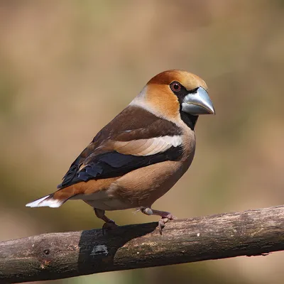 Фото Дубонос(Coccothraustes coccothraustes) - фотограф Иван Сильченко -  макро и крупный план - ФотоФорум.ру