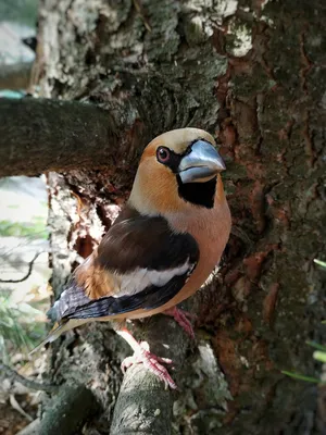 Пестрокрылый горный дубонос - eBird