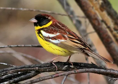 Дубровник (Ocyris aureolus). Фотогалерея птиц. Фотографии птиц России,  Беларуси, Украины, Казахстана, Таджикистана, Азербайджана.