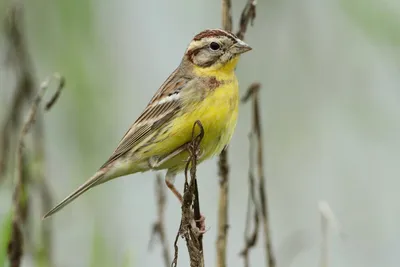 Дубровник (Emberiza aureola). Птицы Казахстана.