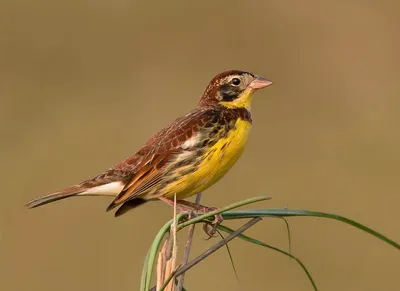 Дубровник (Emberiza aureola) / Статьи / Птицы Европы