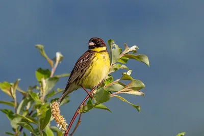 Файл:Yellow-breasted bunting in Nepal 02 -Cropped.jpg — Википедия