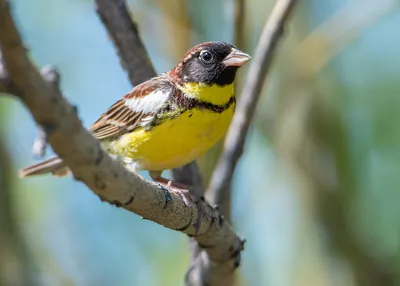 Дубровник (Emberiza aureola). Птицы России.