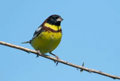 Yellow-breasted bunting (Emberiza aureola) | Film Studio Aves - YouTube