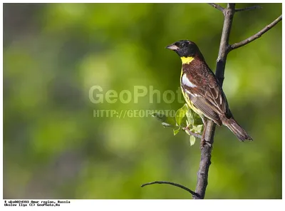 Дубровник (Ocyris aureola). Птицы Сибири.