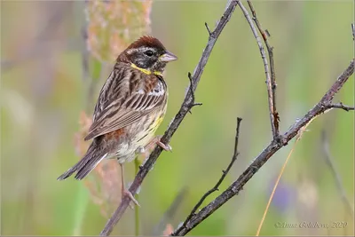 Фотография Дубровник (Emberiza aureola) Клешенское, Амурская обл, Россия |  Фотобанк ГеоФото/GeoPhoto | GetImages Group