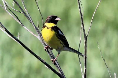 Дубровник (Ocyris aureolus). Птицы Европейской России.