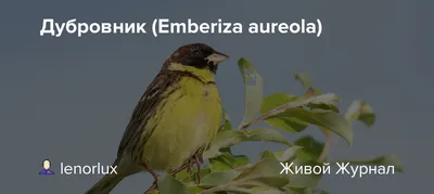 Дубровник (Ocyris aureolus). Птицы Дальнего Востока России.