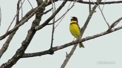 Дубровник Emberiza aureola - Красная книга России.