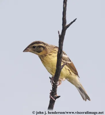 Дубровник (Ocyris aureola). Птицы Сибири.