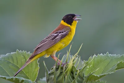 Овсянка дубровник (Emberiza aureola) - YouTube