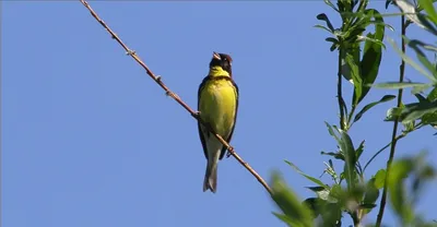 Фотография Дубровник (Emberiza aureola) Природный парк Налычево, Камчатка,  Россия | Фотобанк ГеоФото/GeoPhoto | GetImages Group