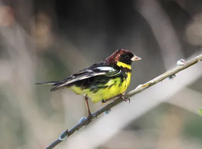 Дубровник (Ocyris aureolus). Птицы Европейской России.