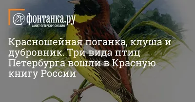 Овсянка-дубровник повторяет судьбу странствующего голубя? - Певчие и  декоративные птицы