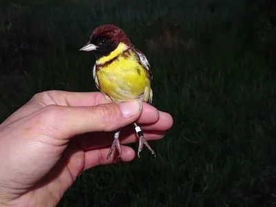 Фотография Дубровник (Emberiza aureola) Клешенское, Амурская обл, Россия |  Фотобанк ГеоФото/GeoPhoto | GetImages Group