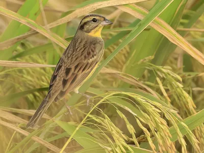 Дубровник (Ocyris aureolus). Птицы Дальнего Востока России.