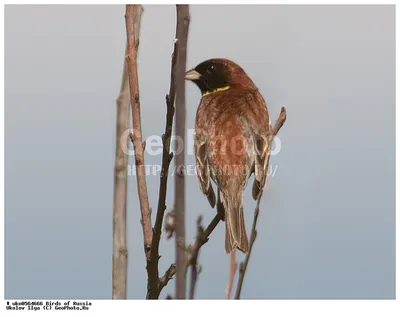 Дубровник - eBird