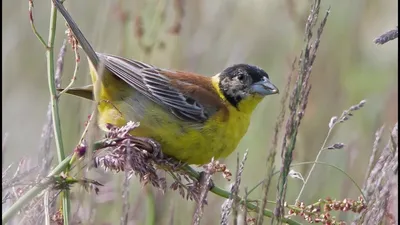 Фотография Дубровник (Emberiza aureola) Россия | Фотобанк ГеоФото/GeoPhoto  | GetImages Group