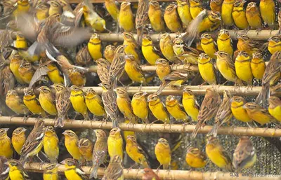 Дубровник (Emberiza aureola). Птицы Тюменской области.