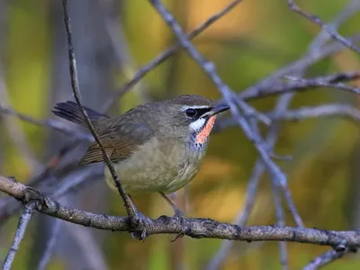 Дубровник (Ocyris aureolus). Птицы Европейской России.