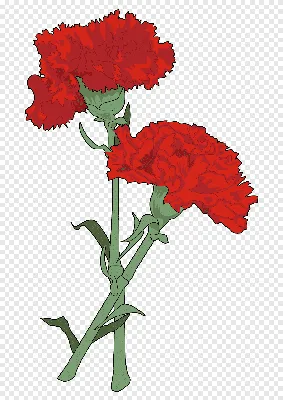 Две Гвоздики (Dianthus) Цветы, Растущие В Городе Лансинг, Штат Мичиган, США  Фотография, картинки, изображения и сток-фотография без роялти. Image  11410449