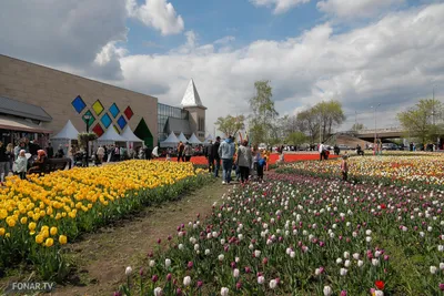 Река в цвету». Как в Белгороде провели красочный фестиваль тюльпанов |  КУЛЬТУРА | АиФ Белгород