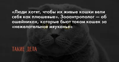 Скачать Mилые котята Живые обои APK для Android