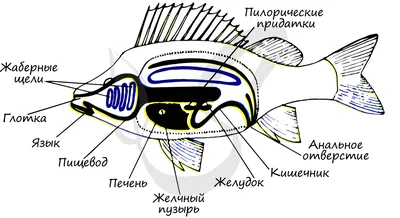 Ученые раскрыли возраст самой старой аквариумной рыбы | РБК Life