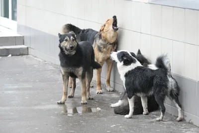 Найдена собака: Большая дворняга, спокойный кобель, Елец | Pet911.ru