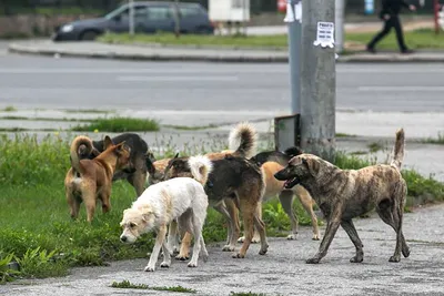 Бездомные собаки в Днепре — убить нельзя помиловать (ФОТО) - Наше Місто