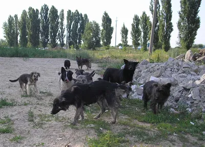 Бродячие собаки в Ереване стали меньше нападать на людей? Эксперт пояснил  ситуацию - 12.02.2021, Sputnik Армения